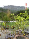 moulin-marane-18